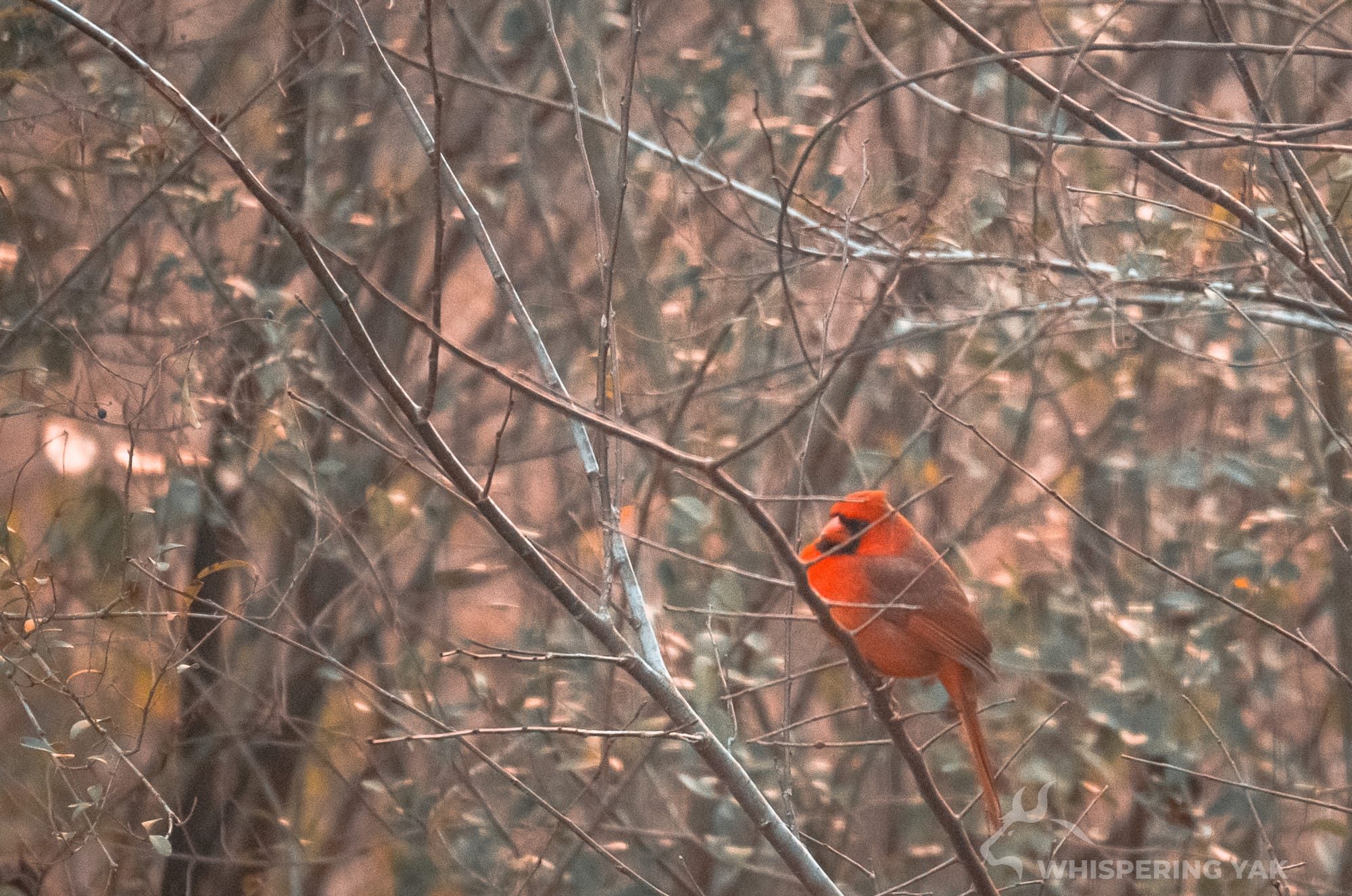 A chonky cardinal sits upon a branch of a tree