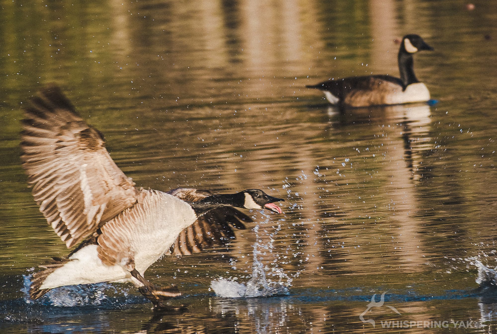 Two geese are in this picture. The one of the left has its wings spread out coming in for a landing. Water is splashing around them. The other goose on the upper right hand corner is just vibing.