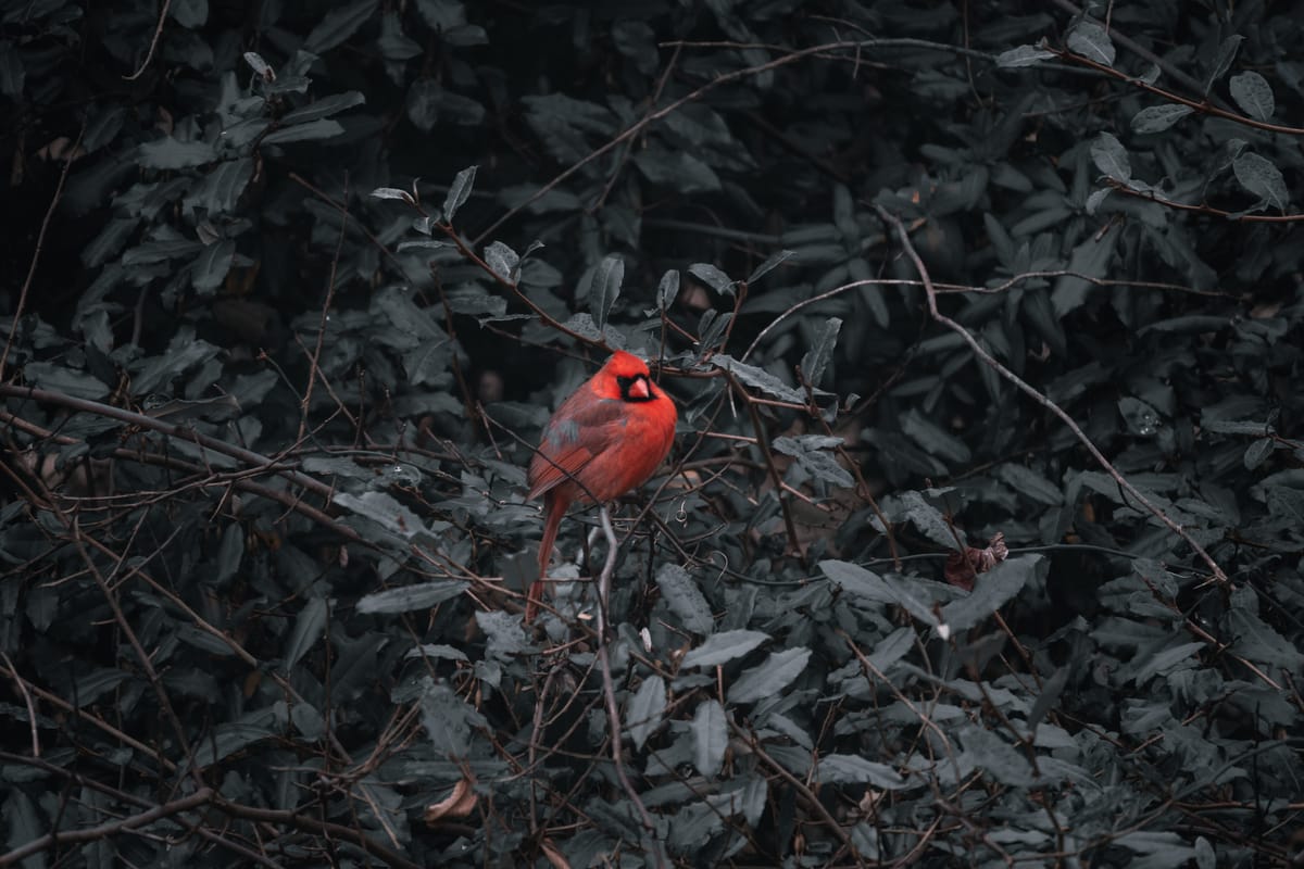 Birds of North Carolina