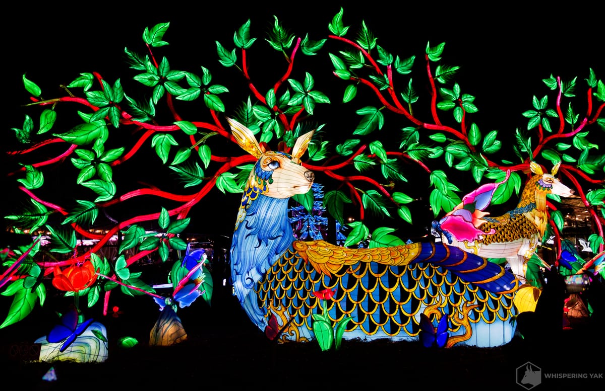 The Glow Returns: Chinese Lantern Festival Comes to Cary