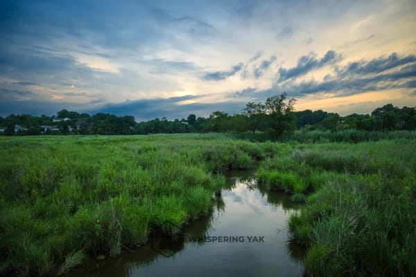 Dawn Over the Marsh