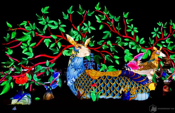 The Glow Returns: Chinese Lantern Festival Comes to Cary