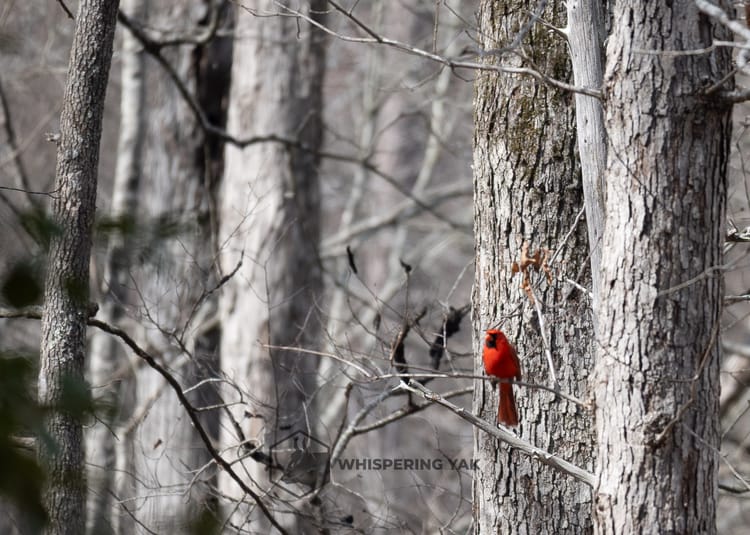 Stillness in Crimson
