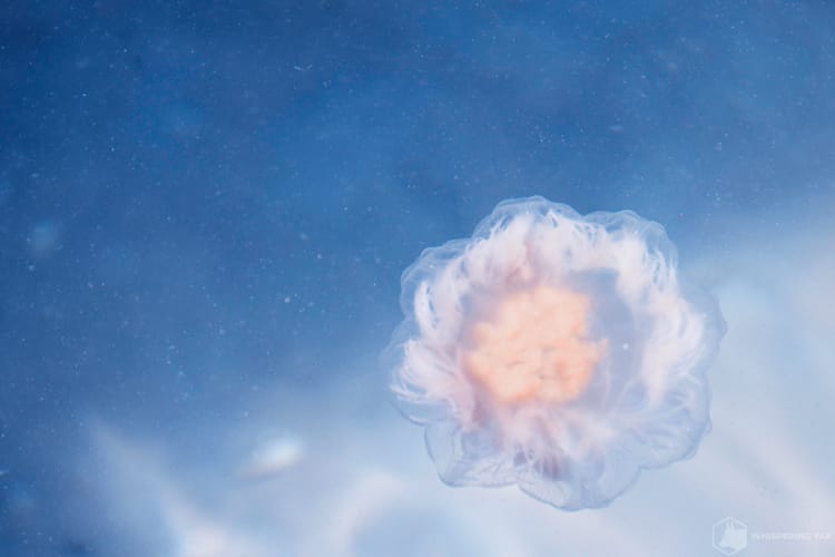 Drifting Between Worlds: Finding Color in the Quiet Unknown