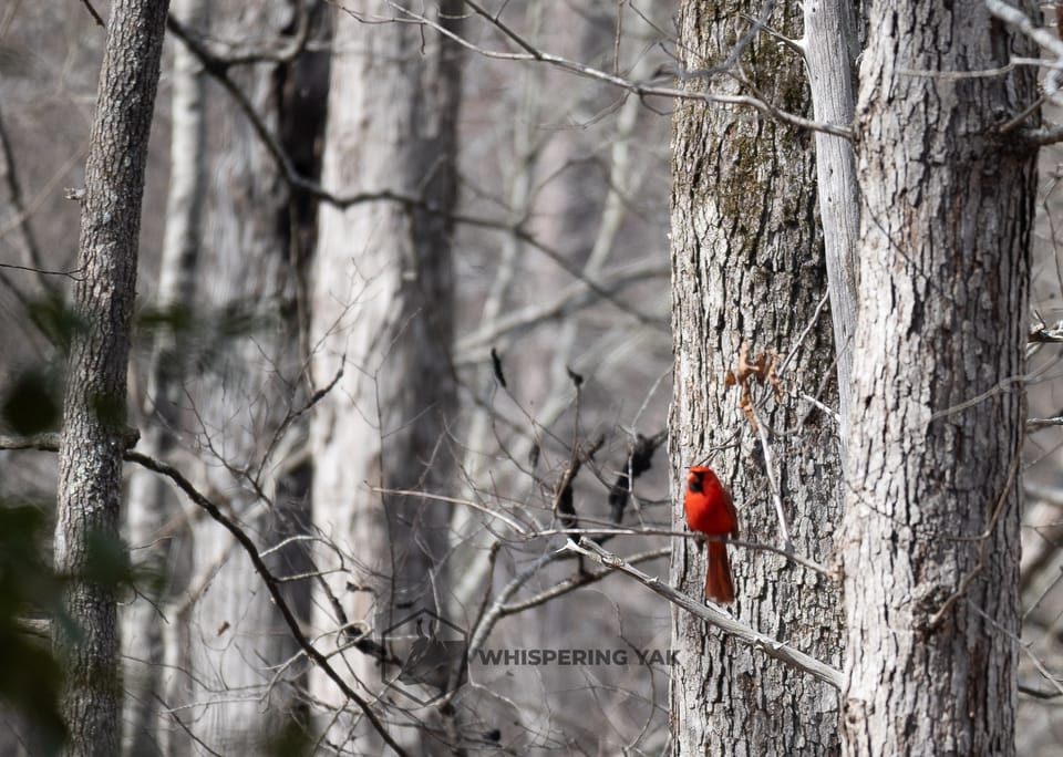 Stillness in Crimson